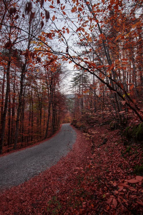 Free Red Forest around Road in Autumn Stock Photo