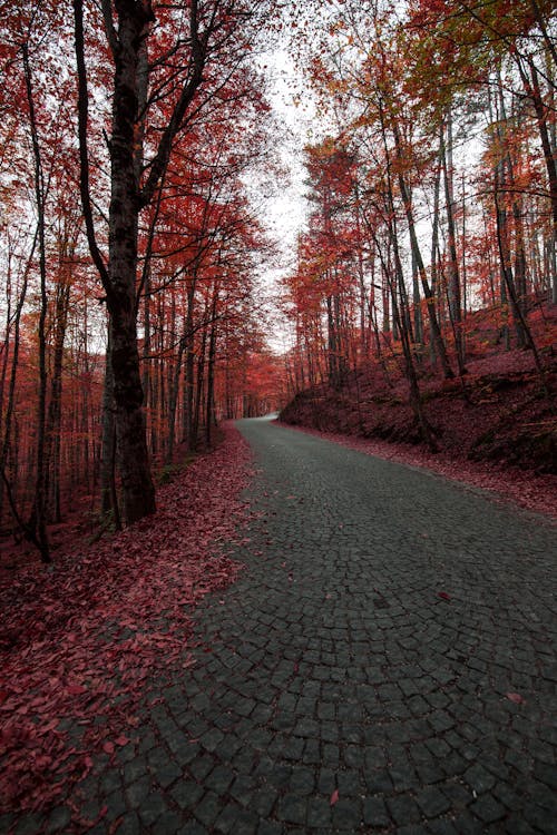Cobblestone Road in Red Forest in Autumn