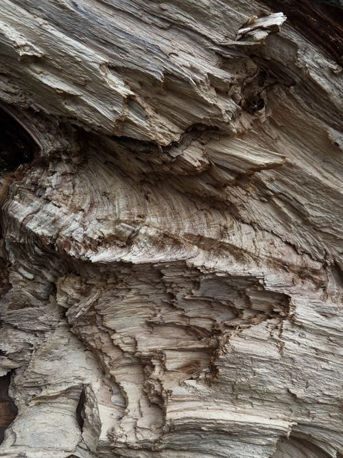 Free Detailed view of rough, textured tree bark with natural patterns. Stock Photo
