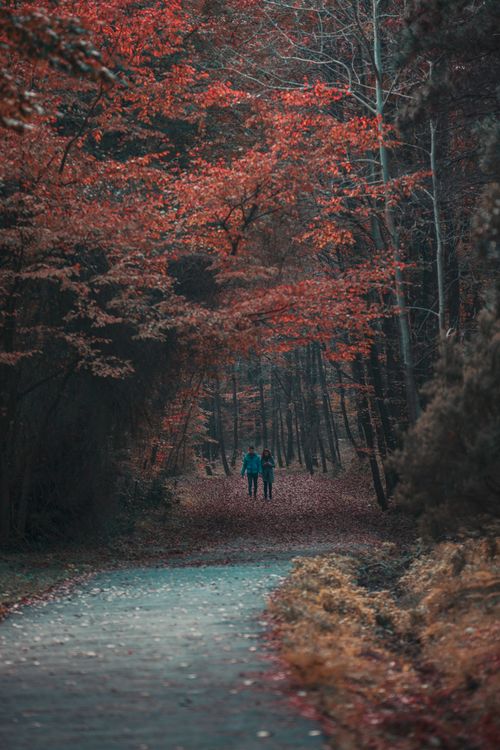 Free A couple strolls through a vibrant autumn forest with red leaves, creating a serene and romantic mood. Stock Photo