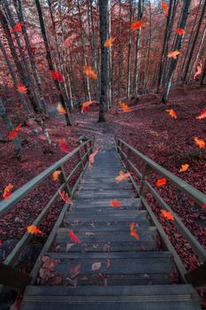 A serene autumn scene with colorful leaves falling on wooden stairs in a tranquil forest setting.