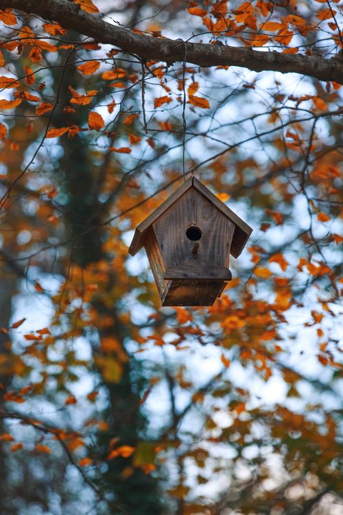 Free Close-up of a wooden birdhouse suspended on a branch amid vibrant fall foliage. Stock Photo