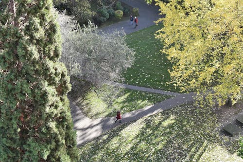 Immagine gratuita di alberi, parco, persone