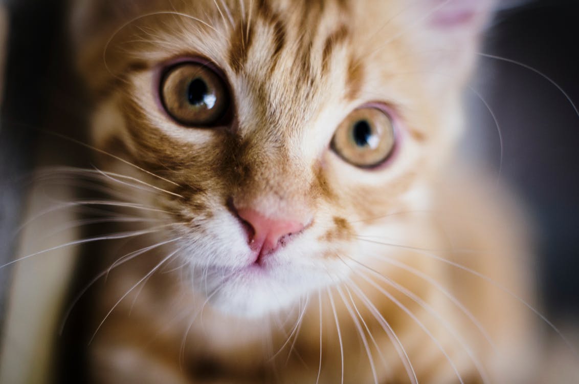 бесплатная Желтая полосатая кошка Стоковое фото