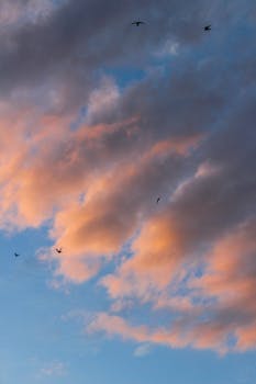 A beautiful scene of birds soaring among pink and gray clouds at sunset, showcasing nature's serene beauty.