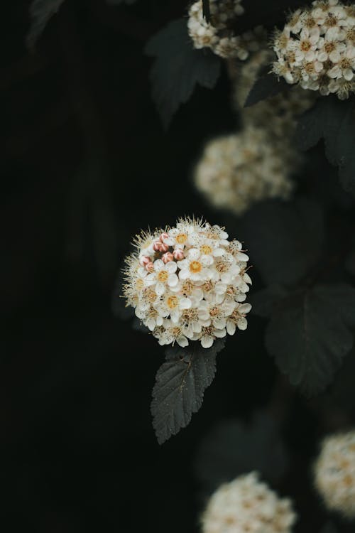Ilmainen kuvapankkikuva tunnisteilla jousi, kasvi, kukat