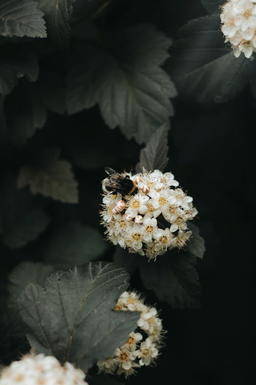 Foto profissional grátis de abelha, fechar-se, flor