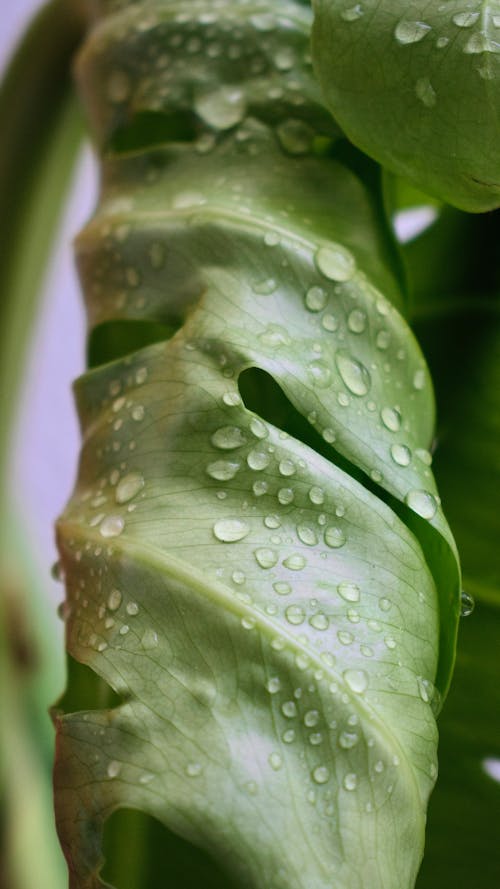 Δωρεάν στοκ φωτογραφιών με 4k ταπετσαρία, monstera deliciosa, Μονστέρα