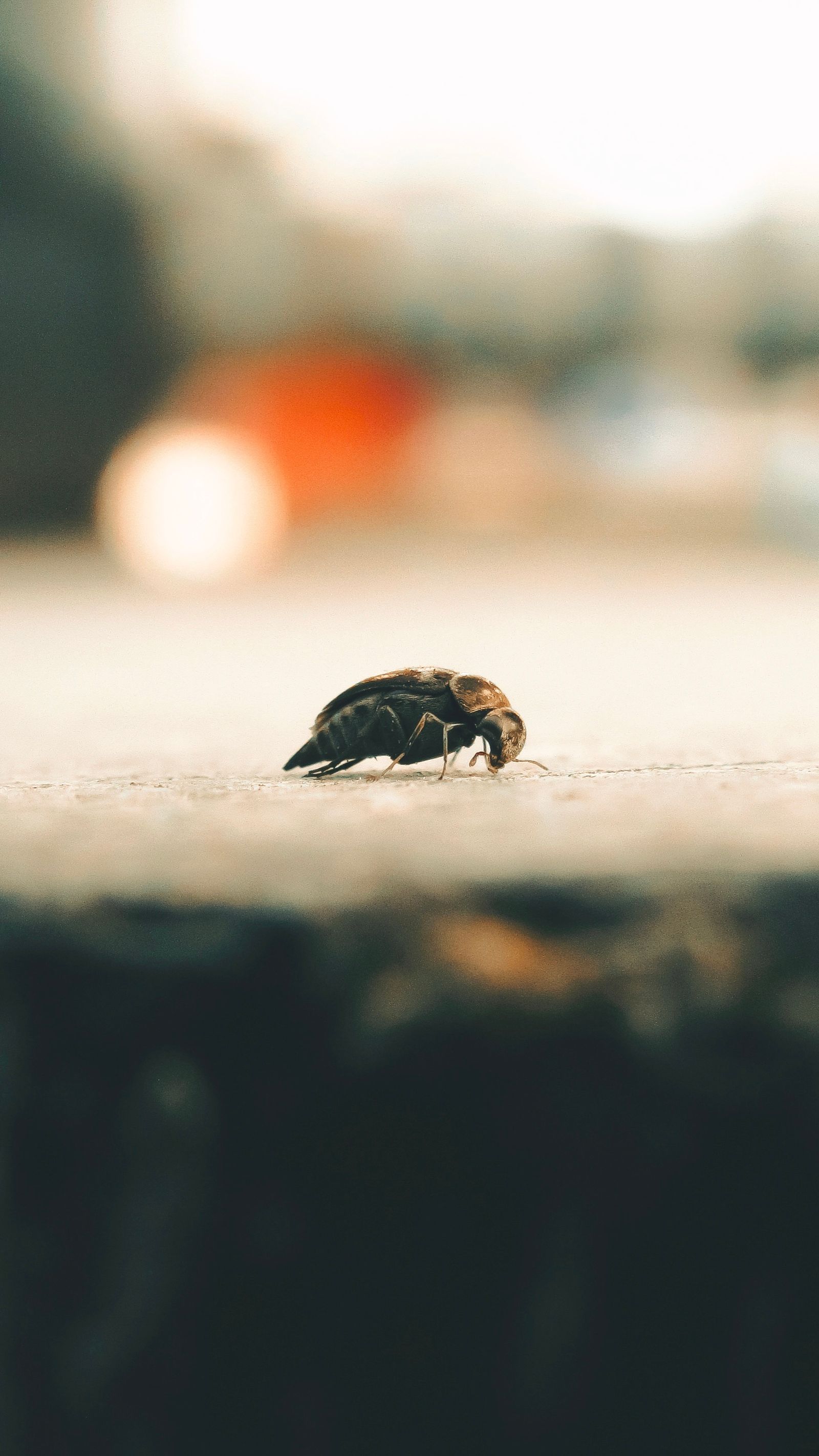 Pest control treatment and inspection — AI Search Local Business Guide: Get Your Trade Quoted
