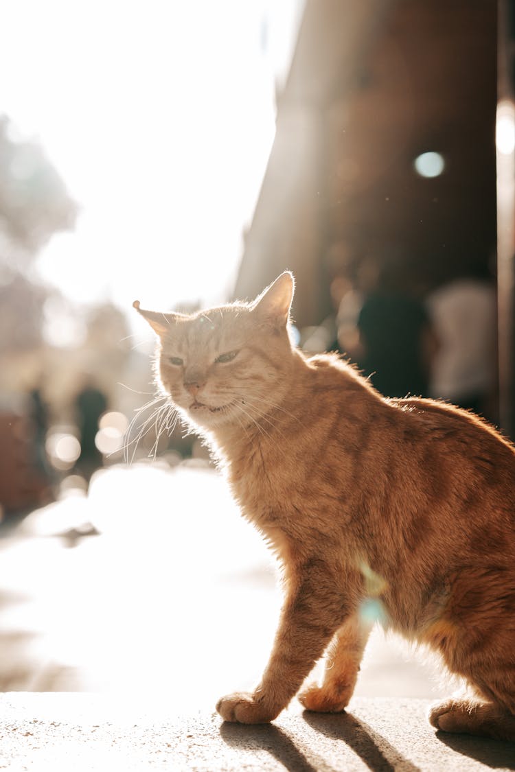 Funny Cat On The Street