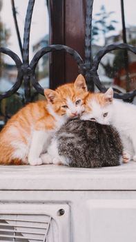 Three cute kittens cuddling together on a windowsill, exuding warmth and coziness.