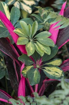 A close-up shot of lush tropical leaves with vibrant pink and green hues, highlighting nature's beauty.