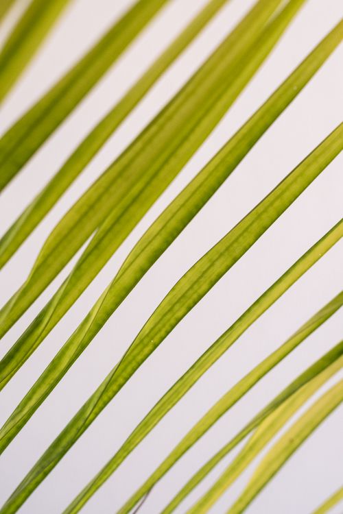 Free Close-up of green tropical palm leaves against a white backdrop capturing nature's elegance. Stock Photo