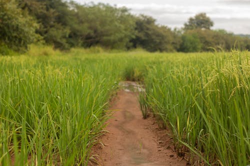 Gratis stockfoto met boerderij veld, rijst, rijst gewassen