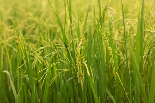 Бесплатное стоковое фото с крупный план, поле, рис