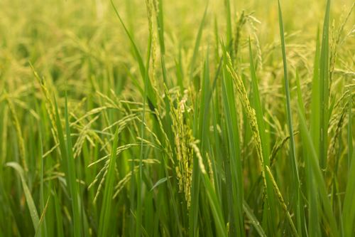 Free Close-up view of lush green rice plants thriving in a rural agricultural field. Stock Photo