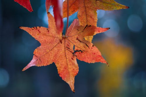 Photos gratuites de arbre, automne, couleur