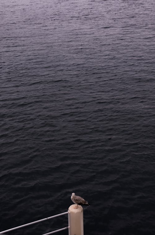 갈매기, 물, 바다의 무료 스톡 사진