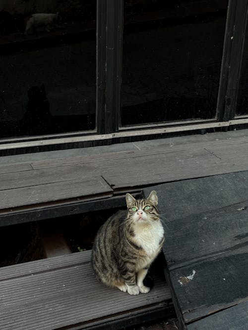 A Cat Sitting on a Terrace and Looking Up 