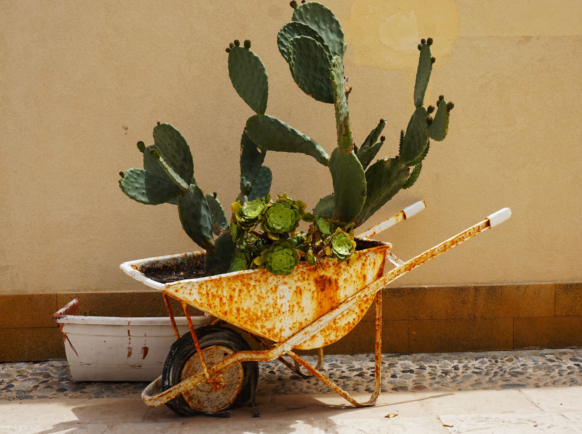A rusted wheelbarrow filled with cactus and succulents outside against a yellow wall.