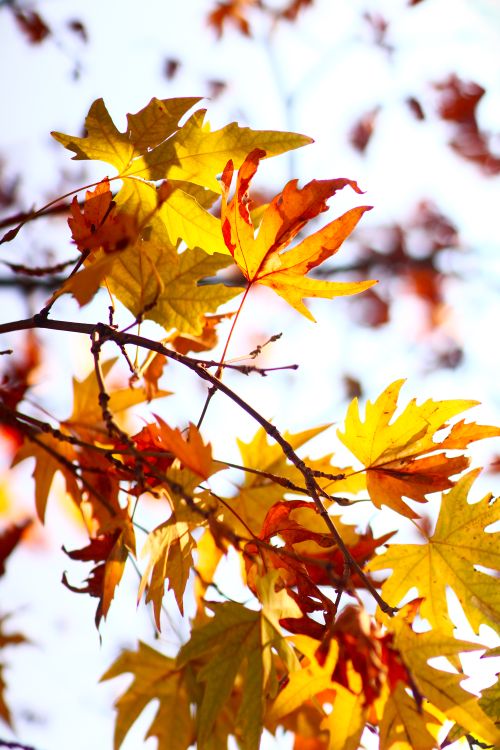 Free Bright autumn foliage vividly displayed against a clear sky, capturing the essence of fall. Stock Photo