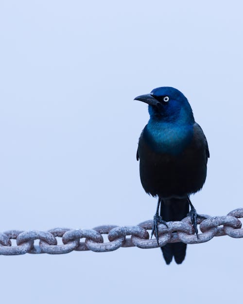 Raven Perching on Chain