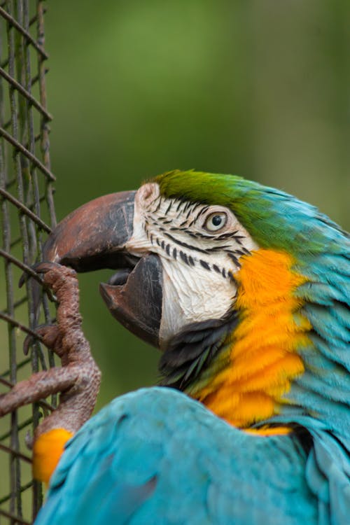 Macaw Parrot in Close-up View