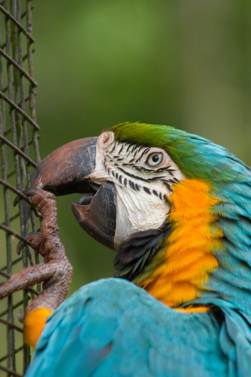Free Detailed close-up of a colorful macaw parrot behind a cage, showcasing vibrant feathers and intricate patterns. Stock Photo