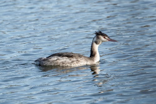 Foto stok gratis biliar, burung, danau