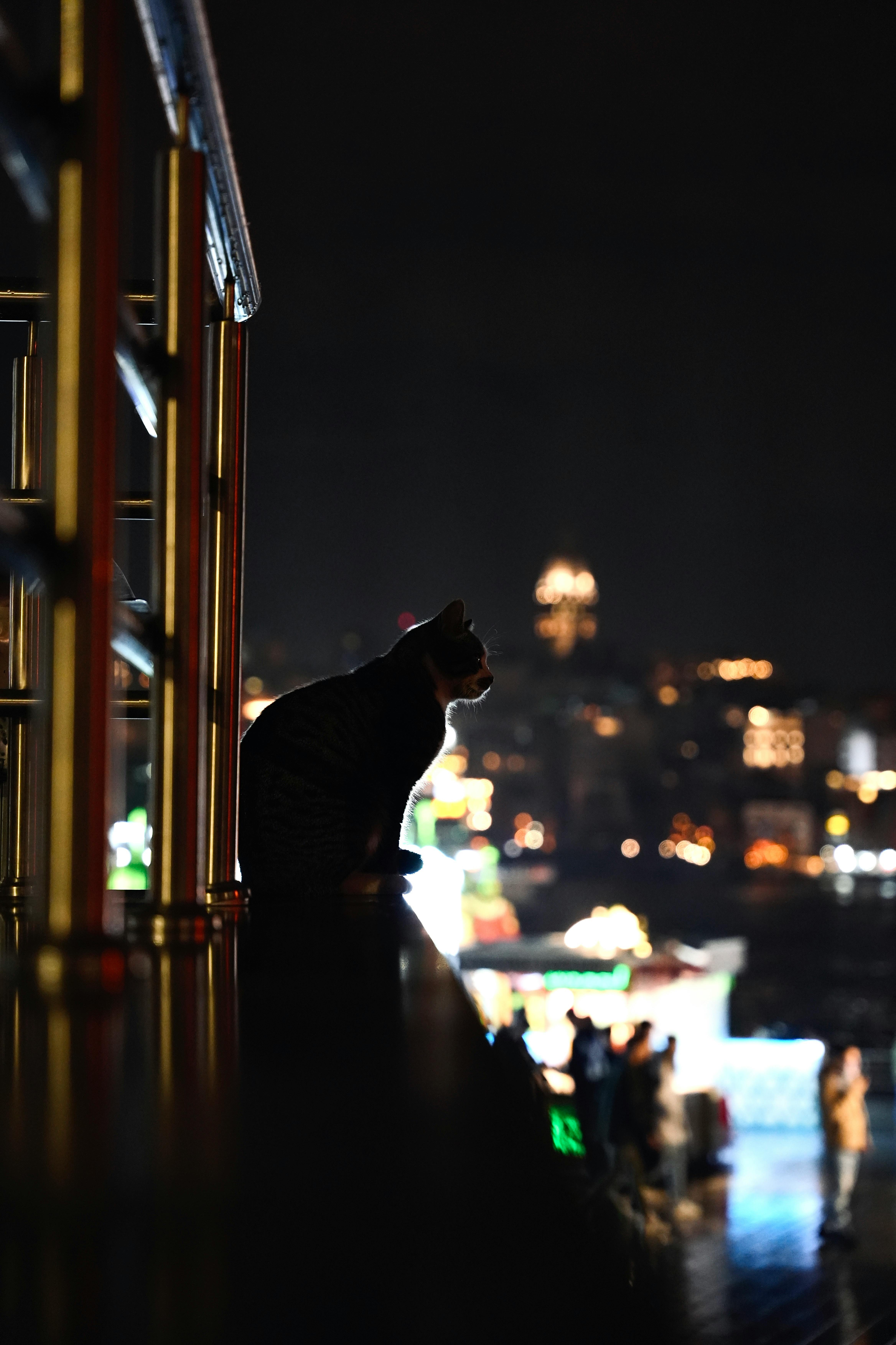 A cat silhouette sits against an illuminated urban cityscape with blurred streetlights in the background.