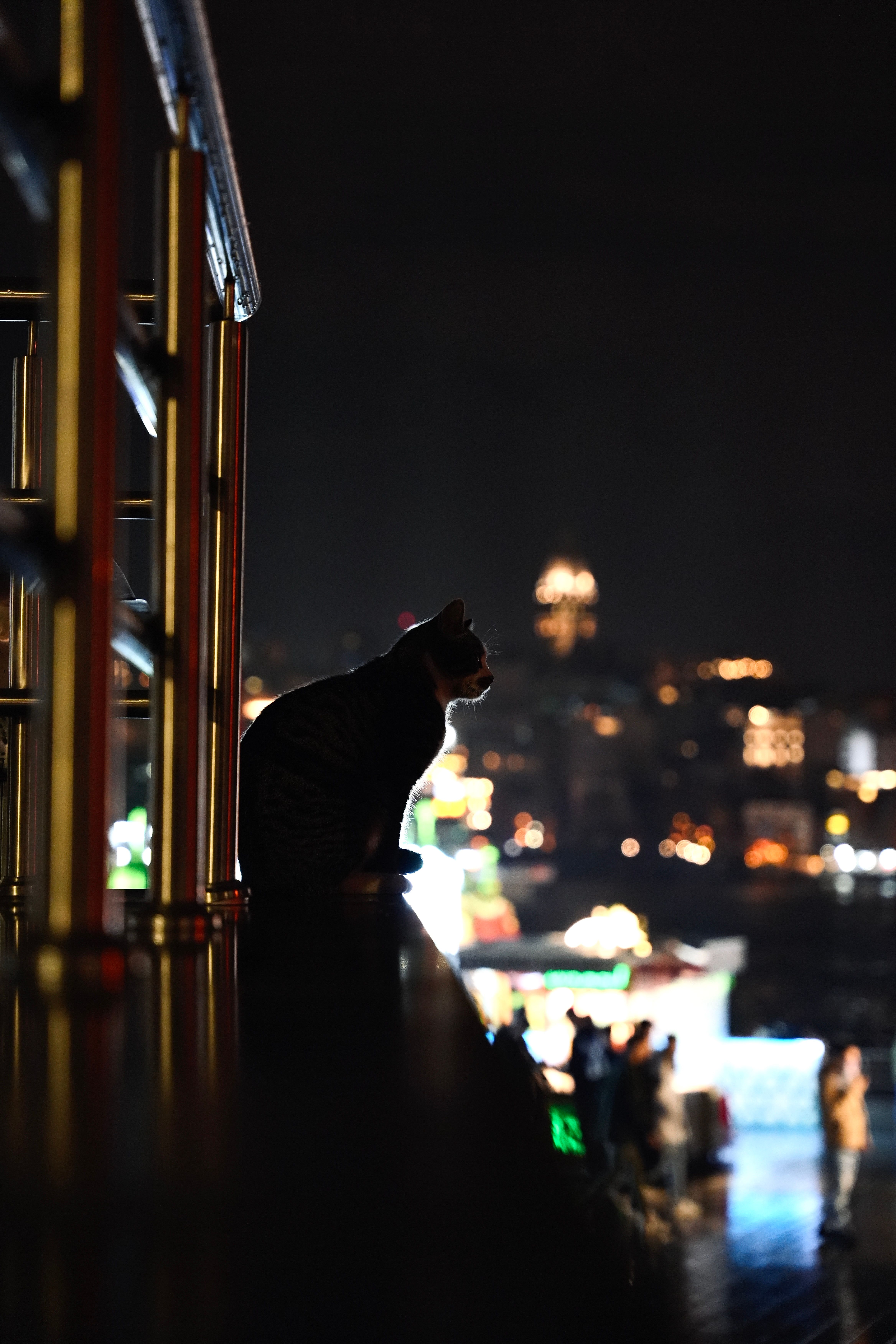 A Cat Sitting Outside on the Background of Illuminated City at