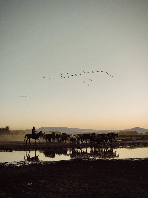 Birds Flying over Horses Herd on Pasture