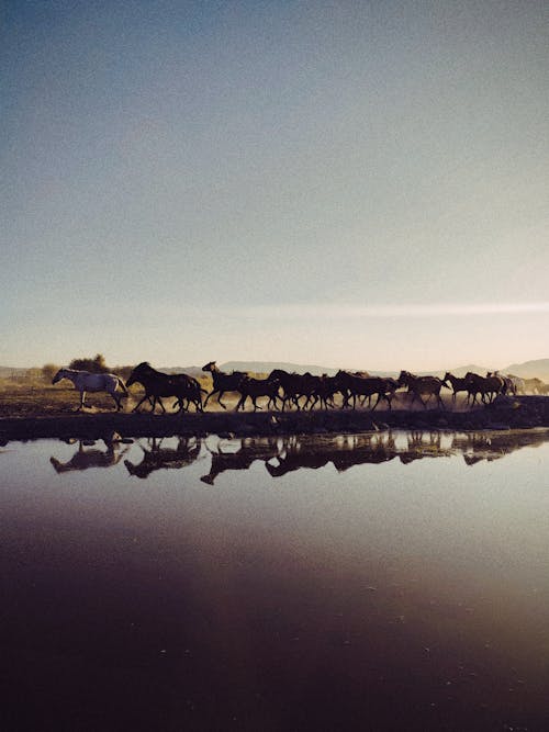 Free Horses Herd Galloping by Water on Pasture Stock Photo