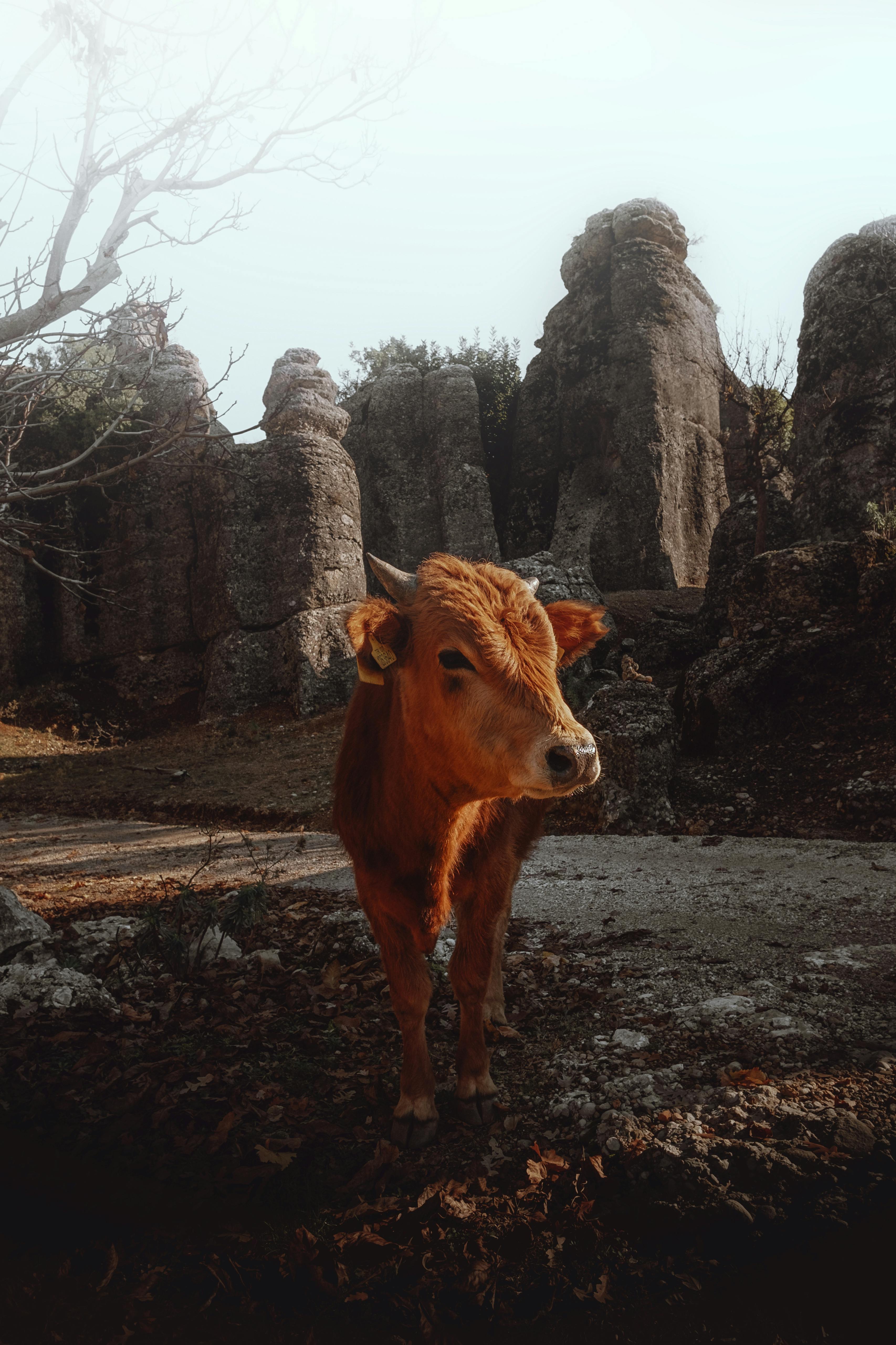 A brown calf stands on a rocky terrain, surrounded by natural stone formations, capturing the rustic beauty of nature.