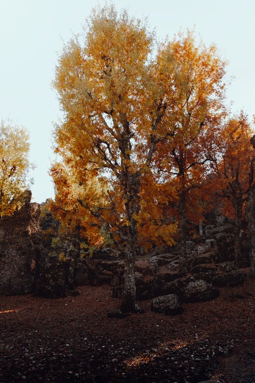 Tree by Rocks in Autumn