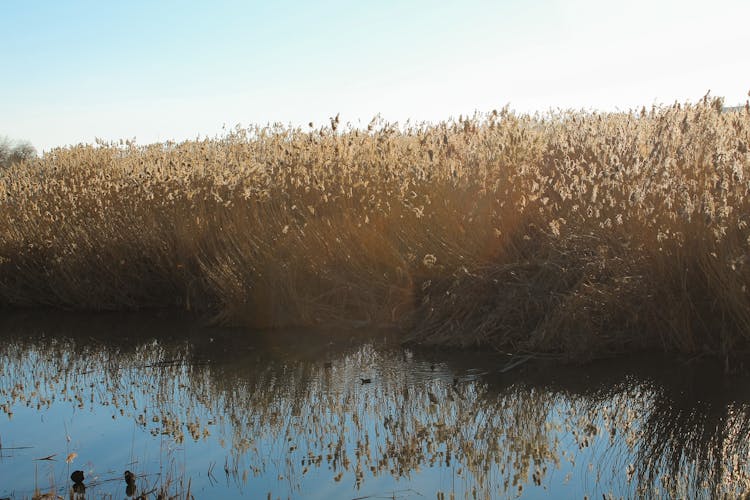 Cane By The Lake In Summer 