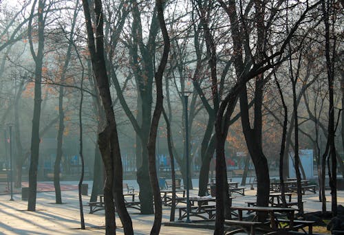 Empty Trees in a Park