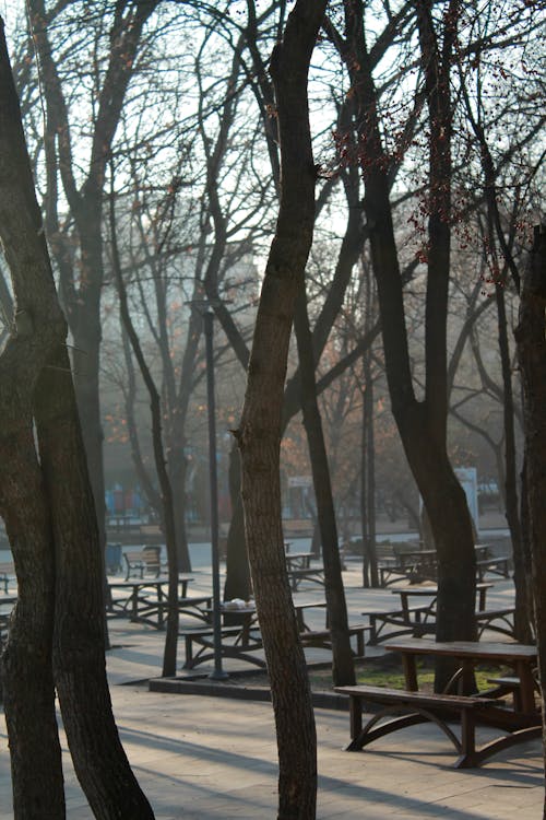 ağaçlar, banklar, dikey atış içeren Ücretsiz stok fotoğraf