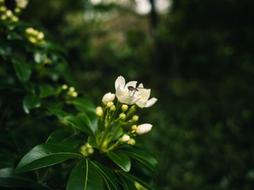 Free Close-up of a bee pollinating a white flower, surrounded by lush green leaves in a garden setting. Stock Photo