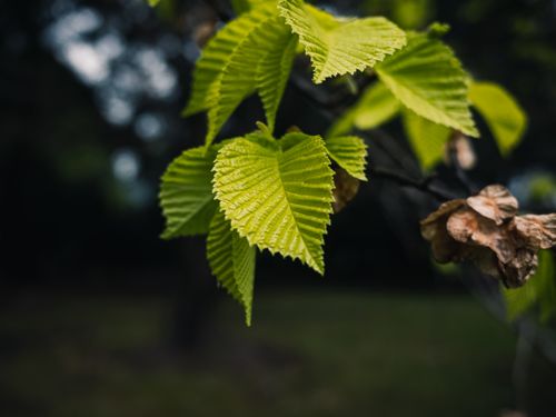 Free Detailed shot of vibrant green leaves in a natural park environment. Stock Photo