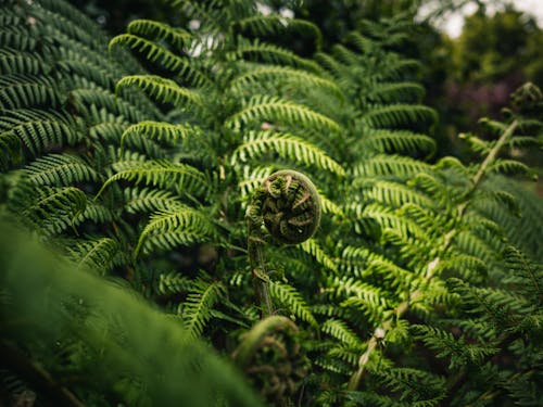 Fern Leaves in a Forest 