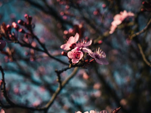 Безкоштовне стокове фото на тему «весна, Вишня, відділення»