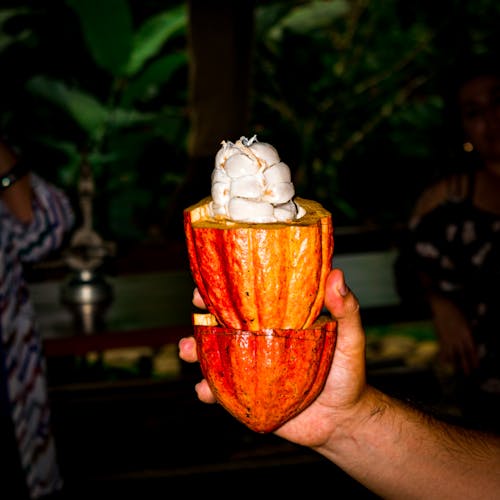 Cacao