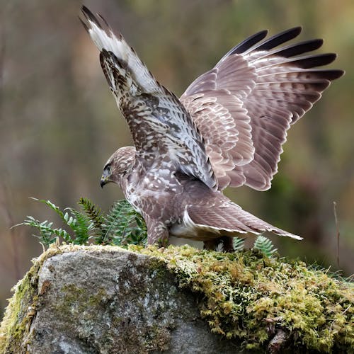 Buzzard on a Stone Covered with Moss