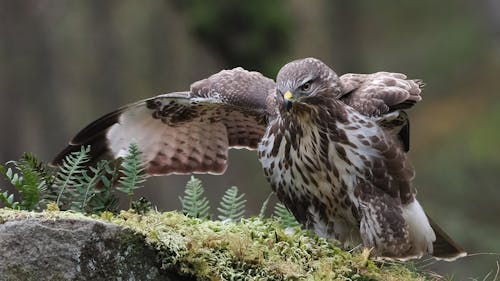 Close-up of a Buzzard Sitting on a Rock 