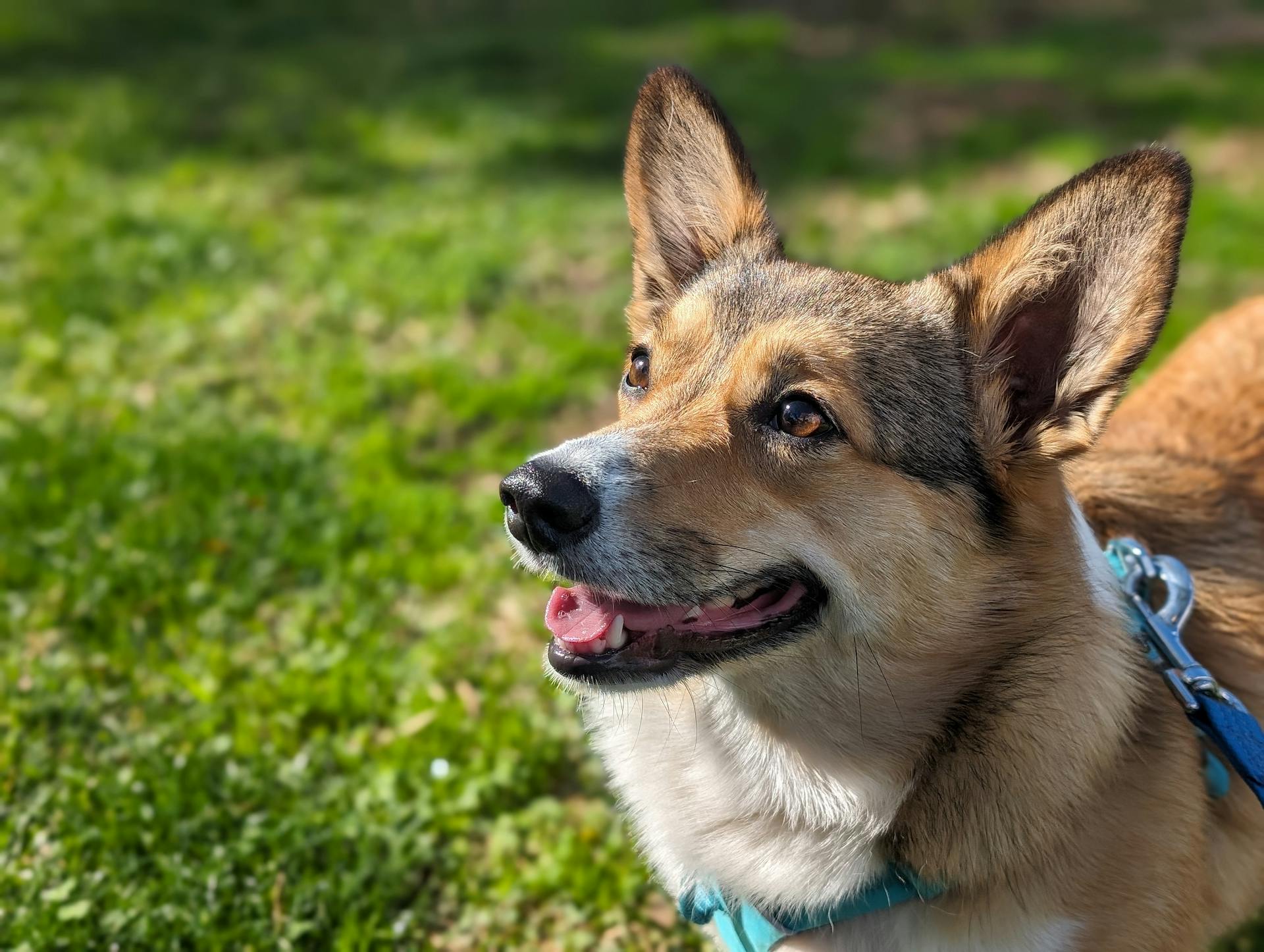 Close-up of a Corgi Dog Standing on Green Grass in Sunlight