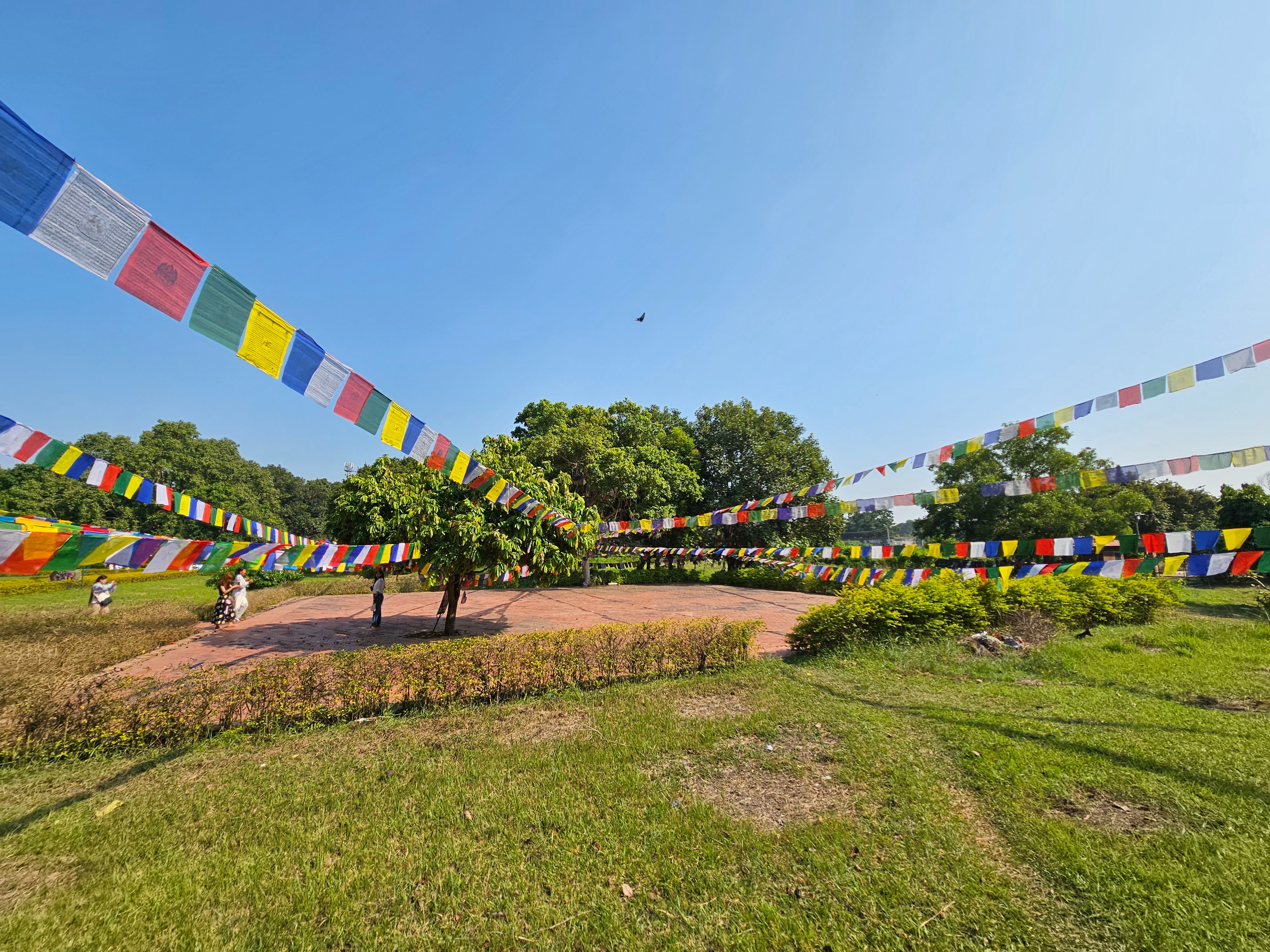 Strings of Garlands above a Field · Free Stock Photo