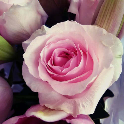 Free stock photo of flower, love, rose