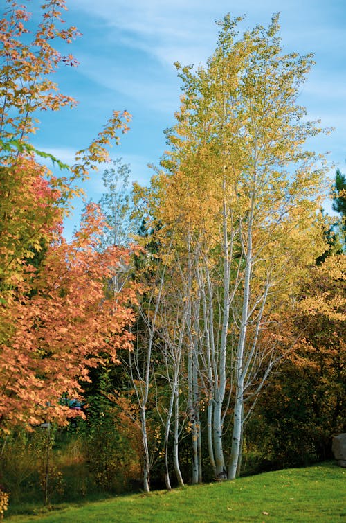 Ilmainen kuvapankkikuva tunnisteilla luonto, metsä, puhelimen taustakuva