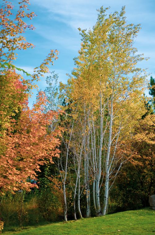 Free Vibrant autumn scenery showcasing colorful trees in a serene forest setting. Stock Photo